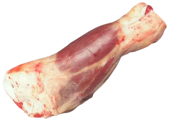 Muscolo Con Osso
