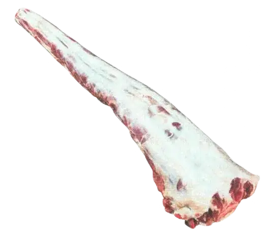 Coda Bovina