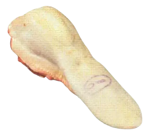 Lingua Bovina