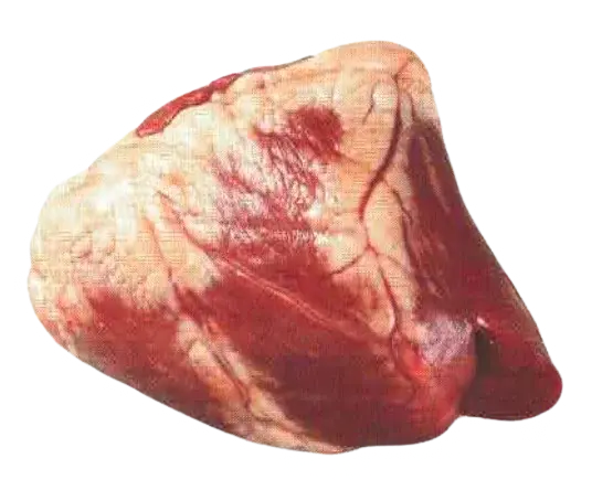 Cuore Bovino