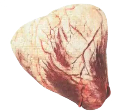Cuore di Vitello
