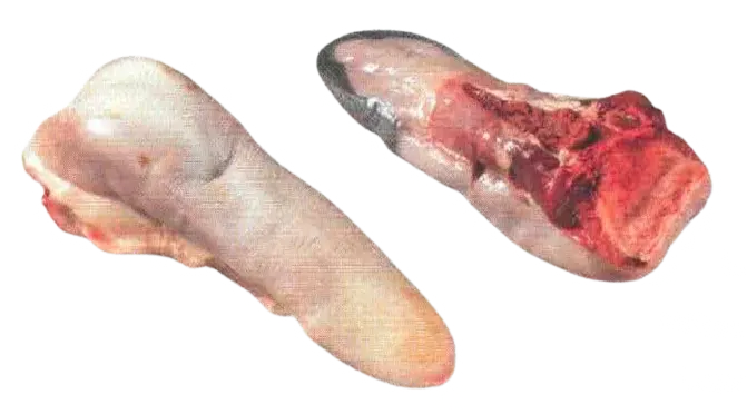 Lingua di Vitello